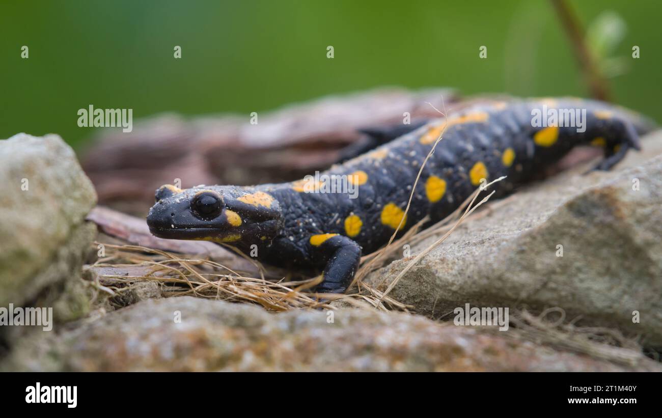 Salamandra Salamandra alias salamandre de feu rampe sur la pierre dans son habitat. Début de l'automne. république tchèque nature. Banque D'Images