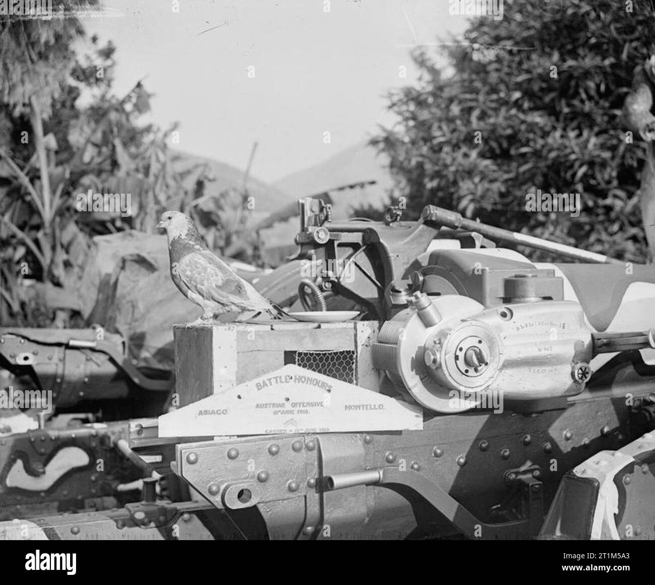 Ministère de l'information Première Guerre mondiale Collection officielle, le pigeon ramier, comme un poussin a été soufflé hors de leur nid et tomba aux pieds de Smith, l'artilleur du 293e Batterie de siège, R. G. A. L'artilleur alimentés à la main et maintenant il ne les laissera pas, c'est grâce à plusieurs combats, aussi gazés. Banque D'Images
