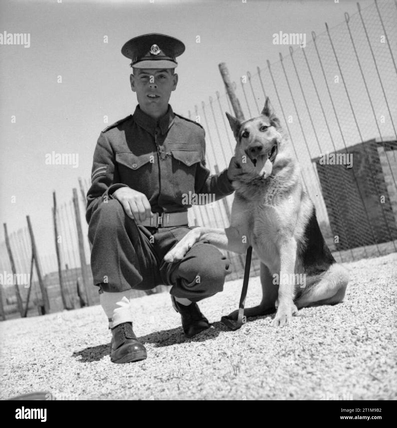 L'Armée britannique en Afrique du Nord 1944 Le Caporal UN Wilde avec son berger allemand 'Rin' au centre de dressage des chiens de police militaire à Aïn Taya en Algérie, 2 avril 1944 Banque D'Images