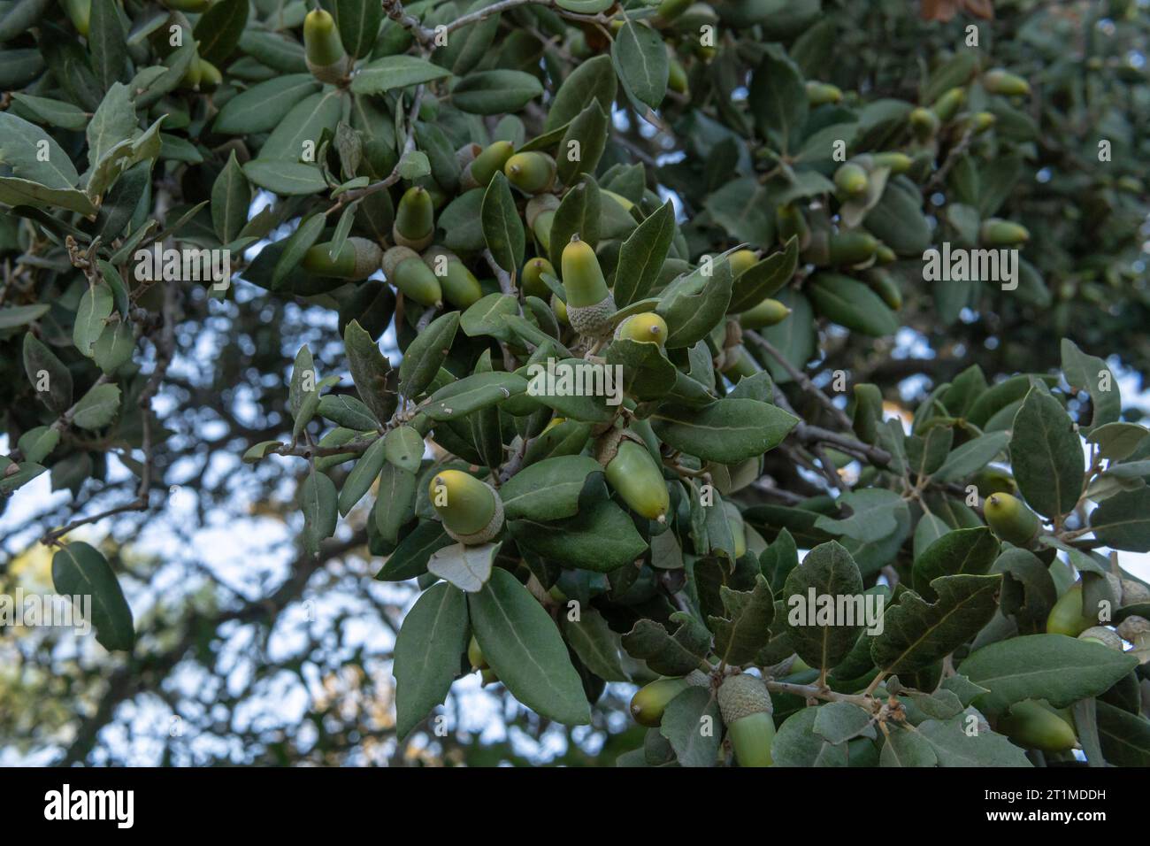 Gros plan de glands sur un chêne vert, Quercus ilex, dans une forêt méditerranéenne sur l'île de Majorque, en Espagne Banque D'Images