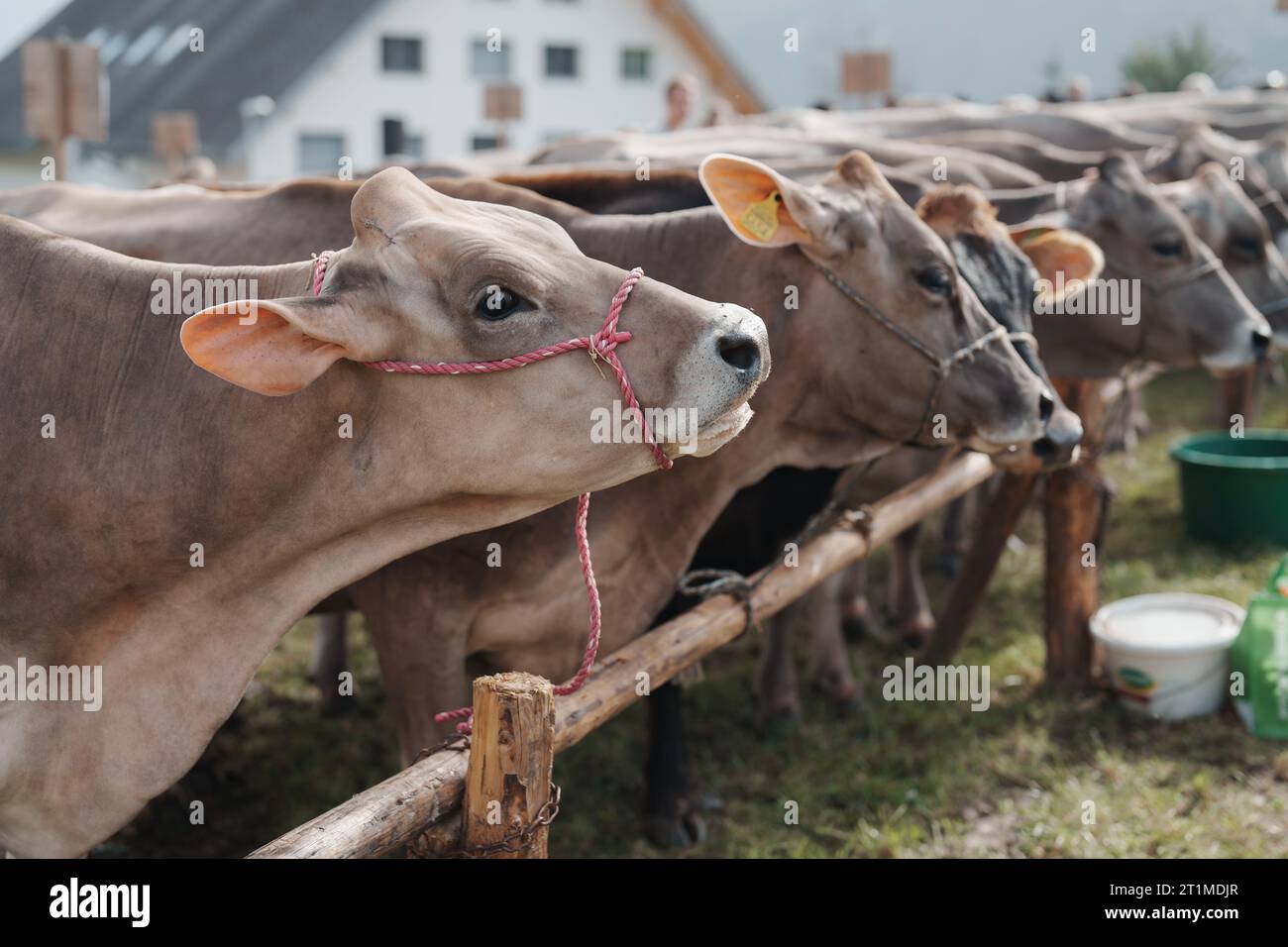Un groupe de vaches dans le champ Banque D'Images