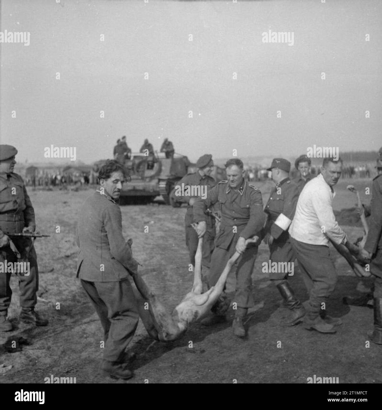 La libération du camp de concentration de Belsen Bergen-, avril 1945 gardiens SS allemand portent le corps d'une femme morte dans une fosse commune. Banque D'Images