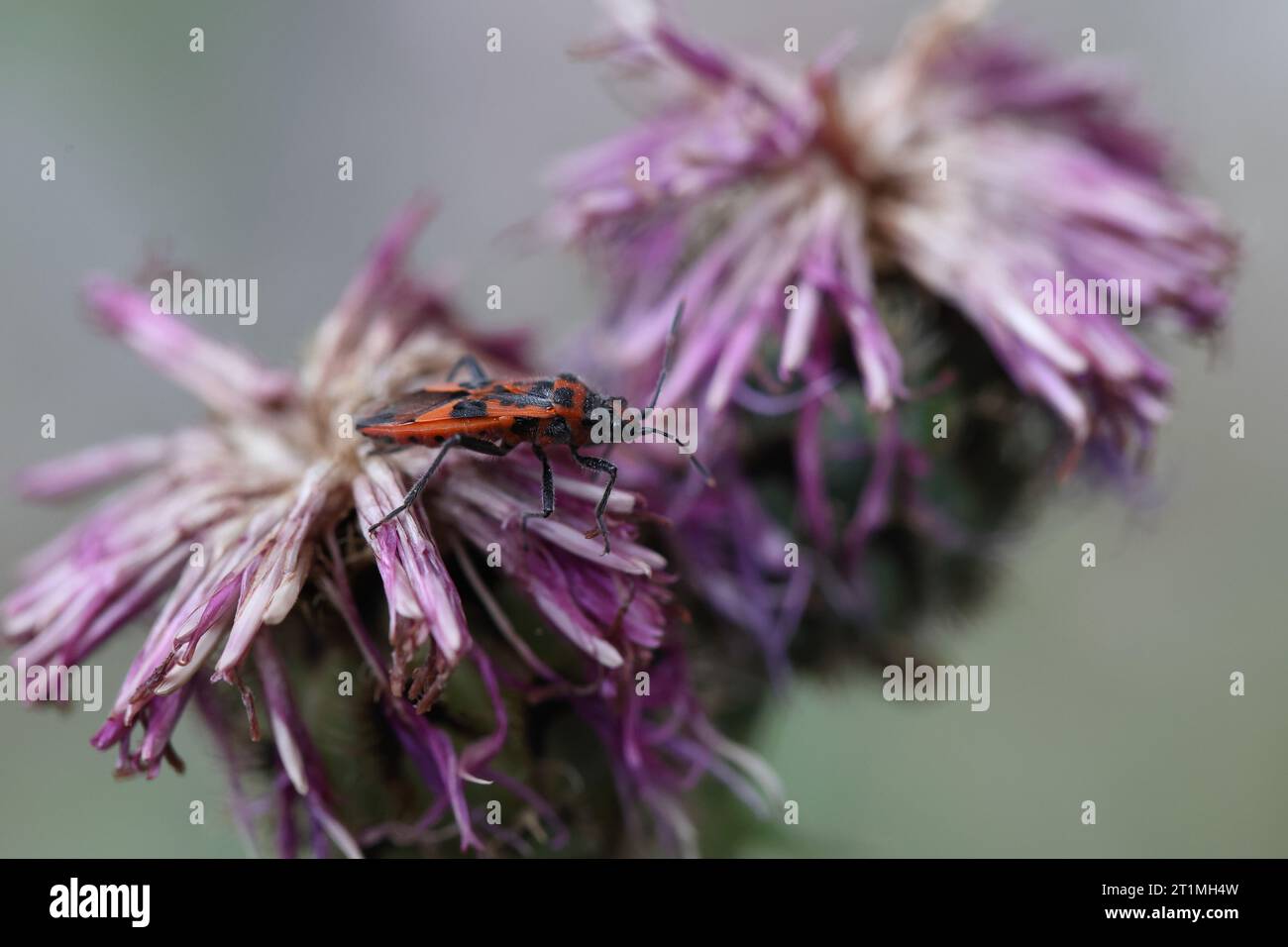punaise cannelle se nourrissant sur une tête de graine d'herbe à genoux Banque D'Images