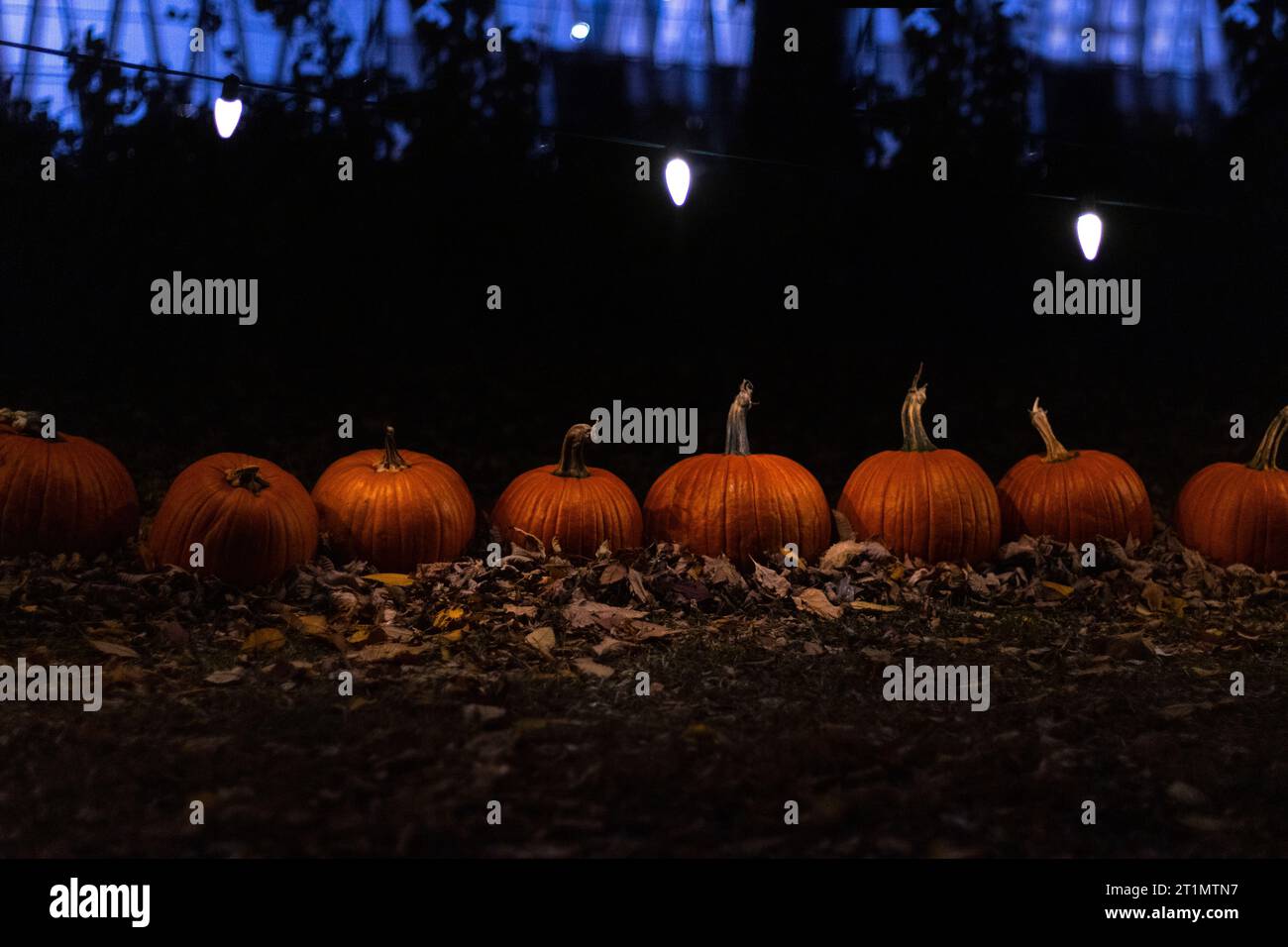 rangée de citrouilles dans les feuilles d'automne Banque D'Images