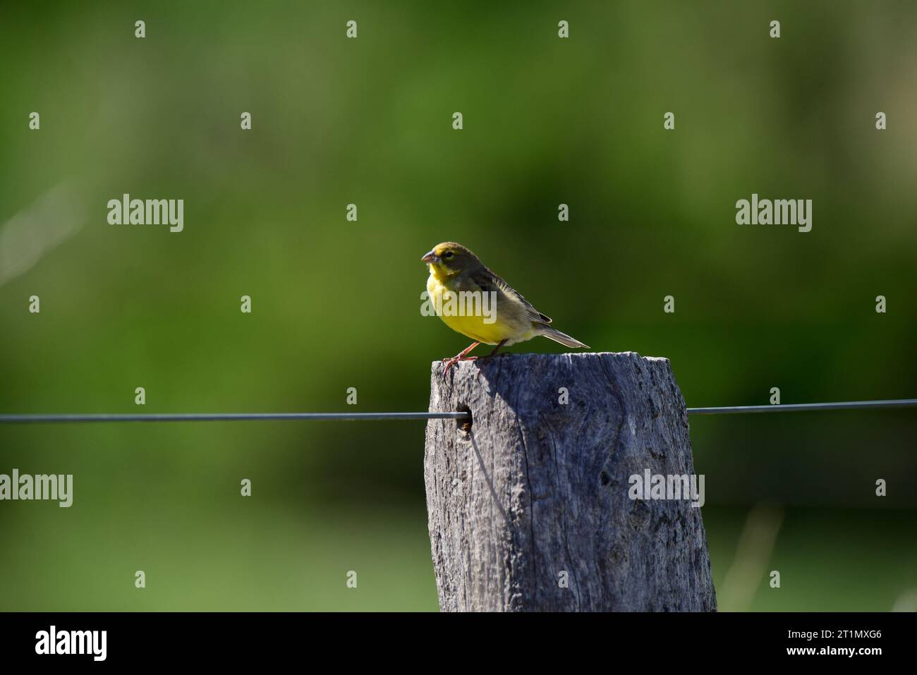 Finch safran, Sicalis flaveola, la Pampa, Argentine. Banque D'Images