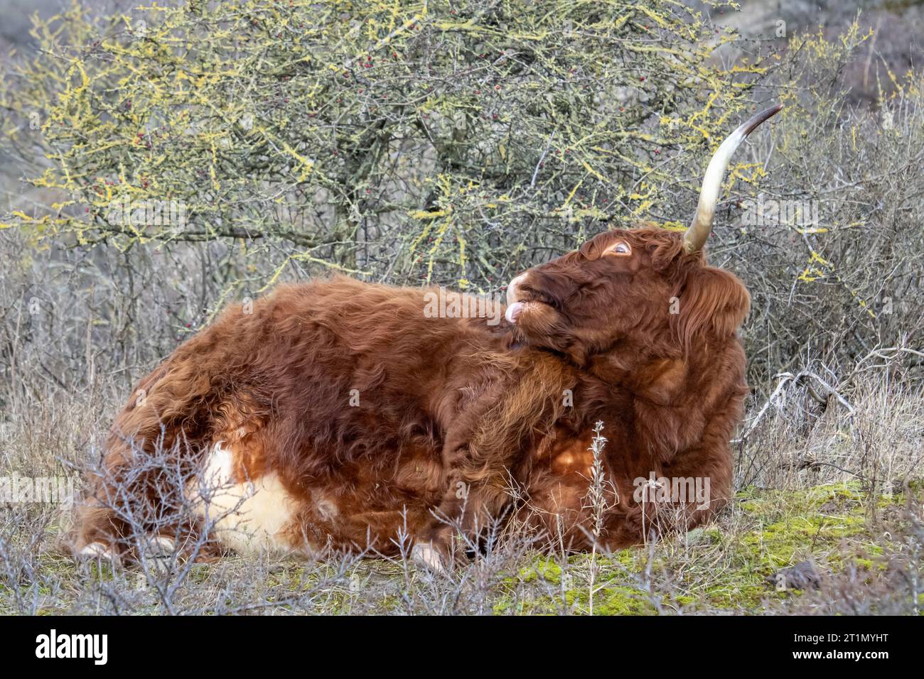 Vache rouge écossaise highlander couchée sur le côté essayant de lécher son propre dos. Banque D'Images