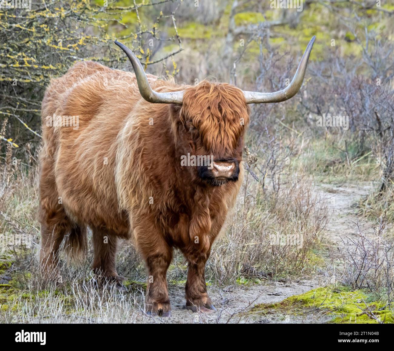 Vache rouge scottish highlander debout près du buisson face à la caméra Banque D'Images