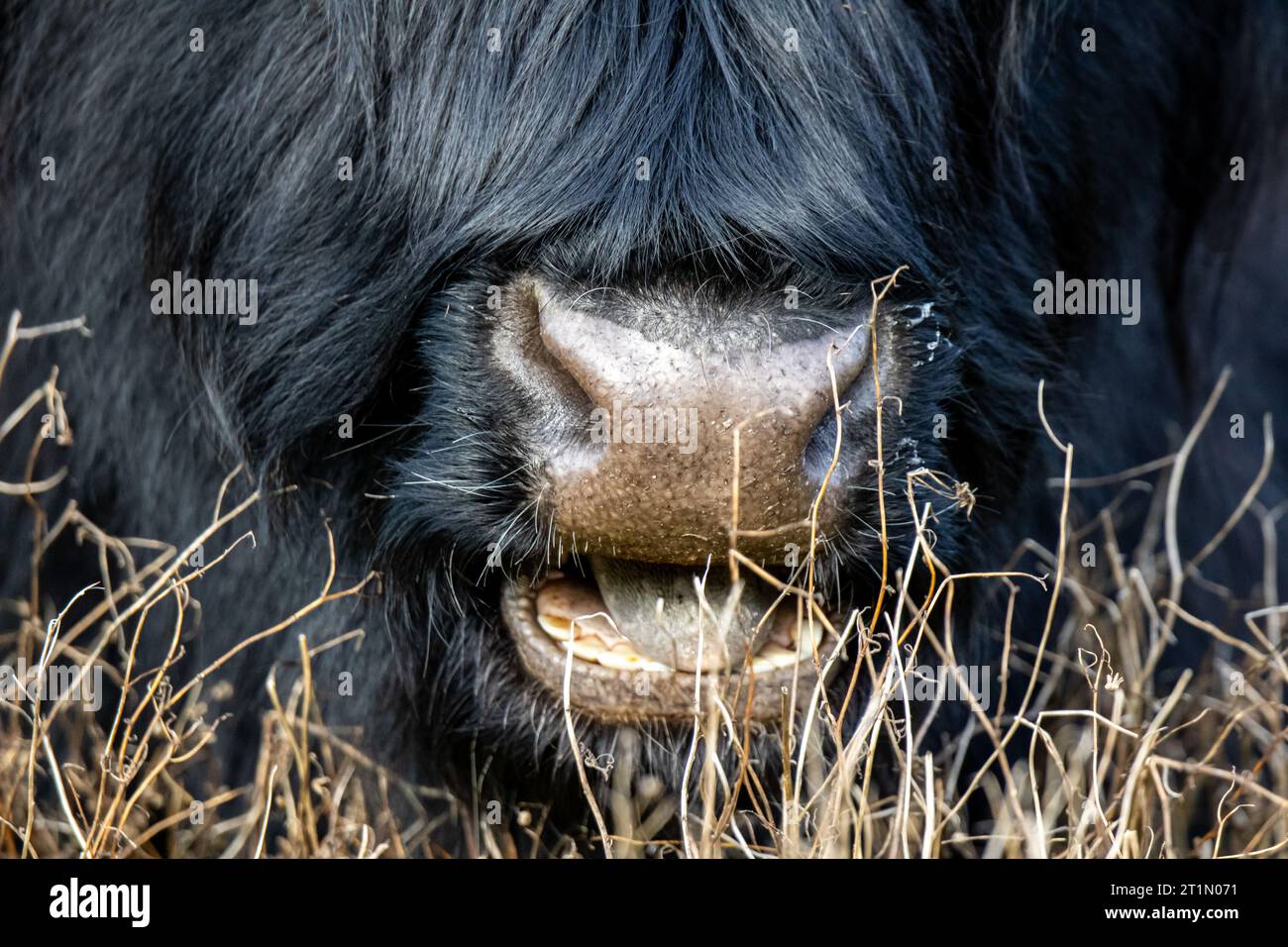 Gros plan de la bouche d'une vache noire écossaise highlander Banque D'Images