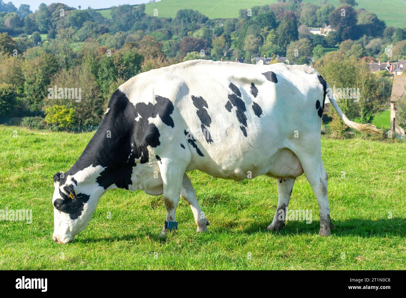 Vache laitière frisonne dans le champ, près d'Ashburton, Jubilee Park, Bruton, Somerset, Angleterre, Royaume-Uni Banque D'Images