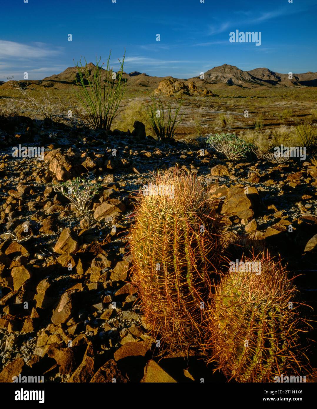 Fishook Barrel Cactus, Ocotillo, Cabeza Prieta National Wildlife refuge, Arizona Banque D'Images