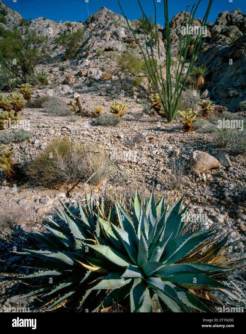 Agave, Ocotillo, Cabeza Prieta National Wildlife refuge, Arizona Banque D'Images