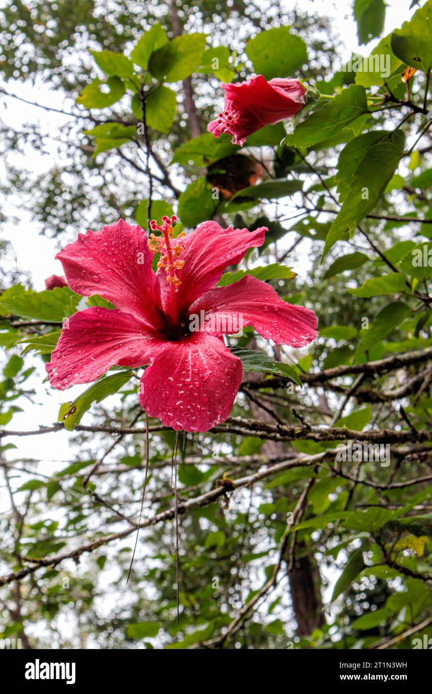 Fleur rouge d'hibiscus sur une branche avec des feuilles vertes. Banque D'Images