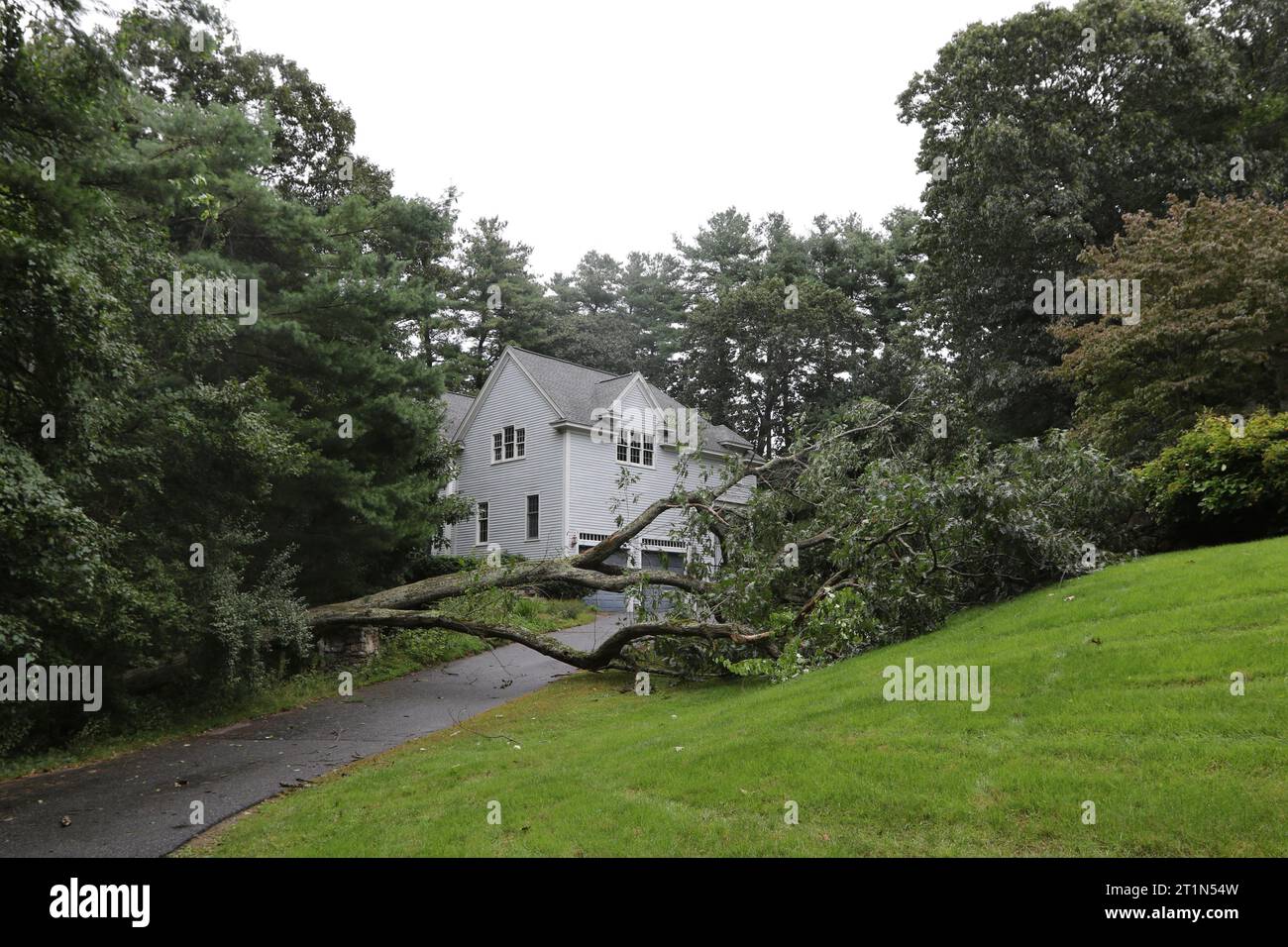 Arbre tombé bloquant une allée d'une maison de banlieue causée par le temps orageux de l'ouragan Lee dans le Massachusetts Banque D'Images