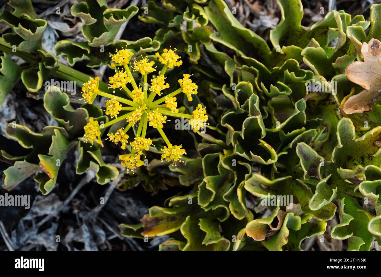 Astydamia latifolia (lechuga de mar, la laitue de mer, servilleta) floraison en mars à Costa del Silencio, Tenerife, Îles Canaries Banque D'Images