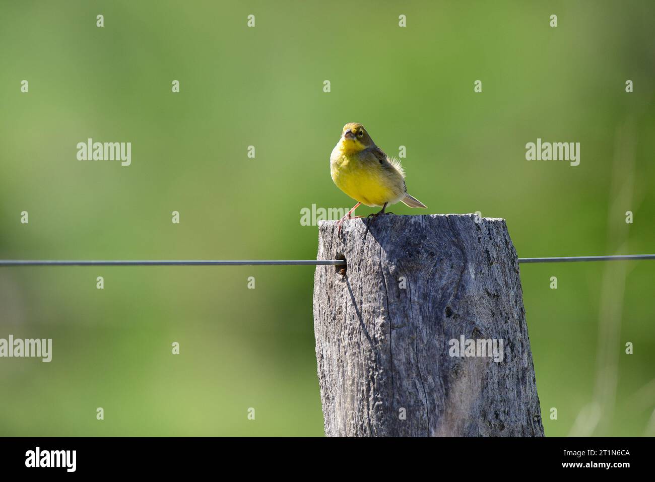 Finch safran, Sicalis flaveola, la Pampa, Argentine. Banque D'Images