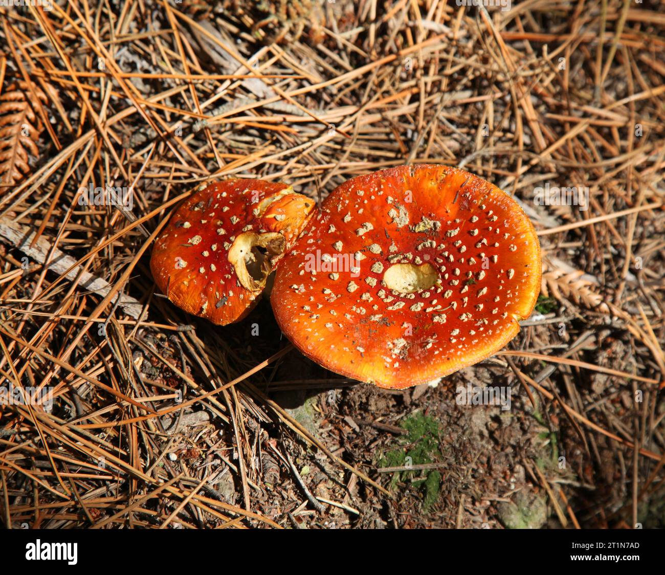 Tabourets à crapauds orange vif poussant sur le sol de la forêt. Banque D'Images