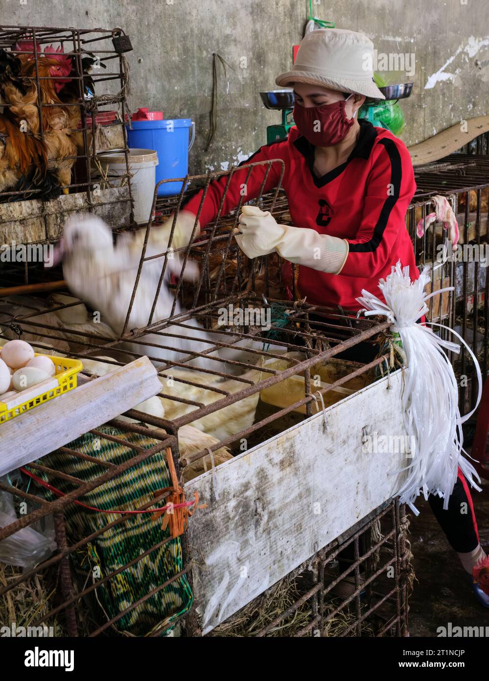 Cat Ba, Vietnam. Mettre le canard en cage avant la vente. Banque D'Images