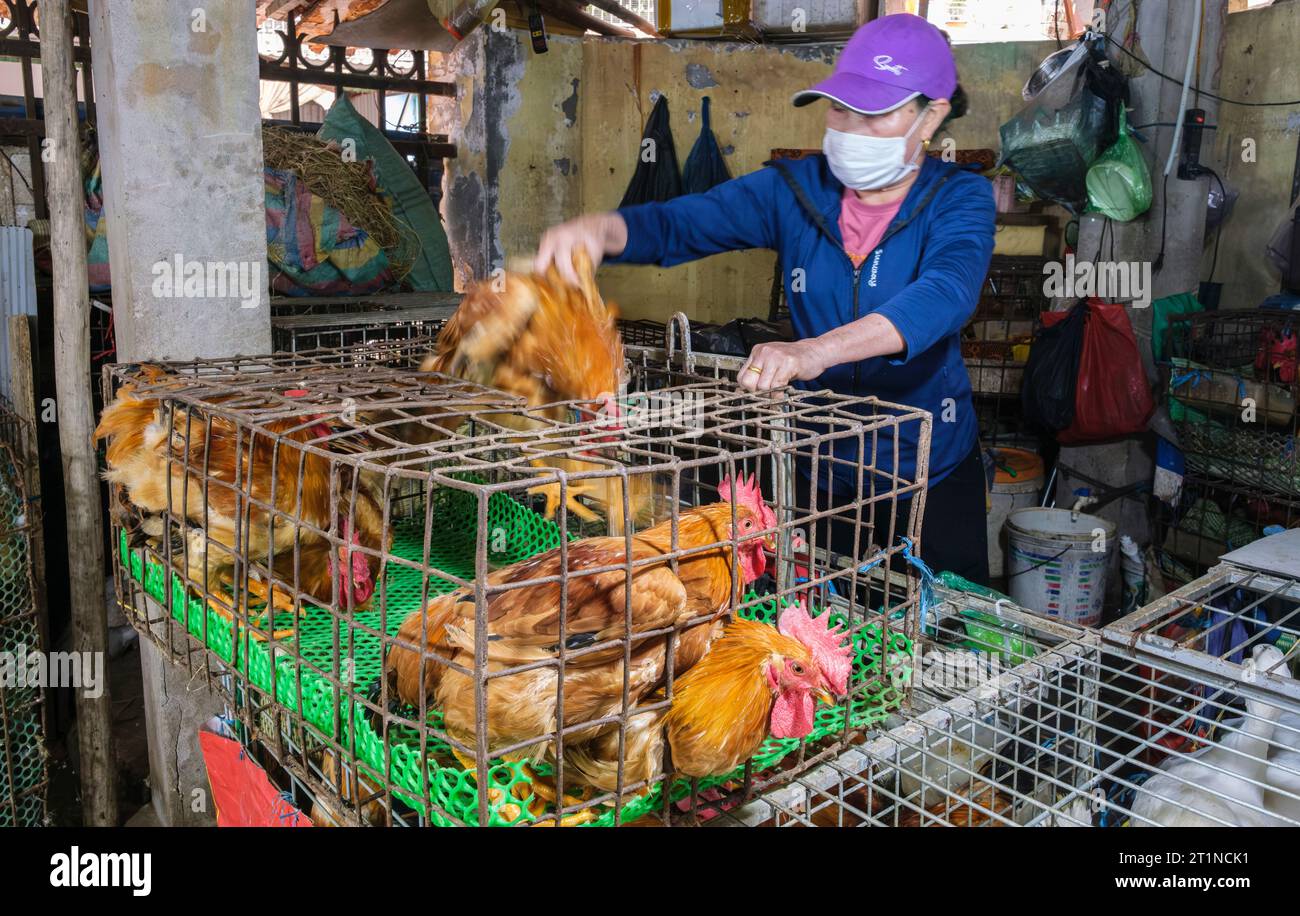 Cat Ba, Vietnam. Mettre les poulets dans des cages avant la vente. Banque D'Images