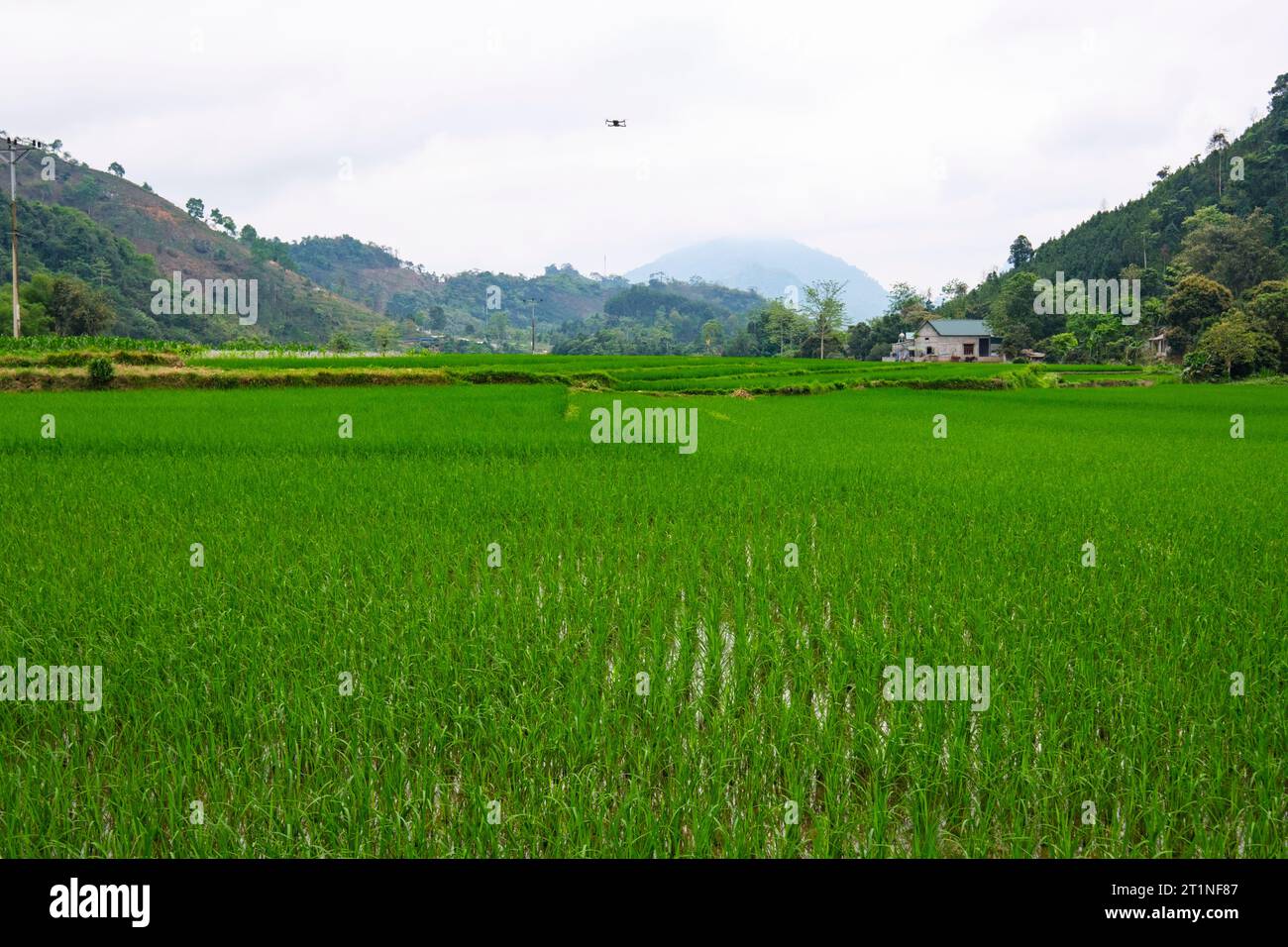 Drone du photographe volant au-dessus du champ de riz près de bac Ha, Vietnam. Banque D'Images