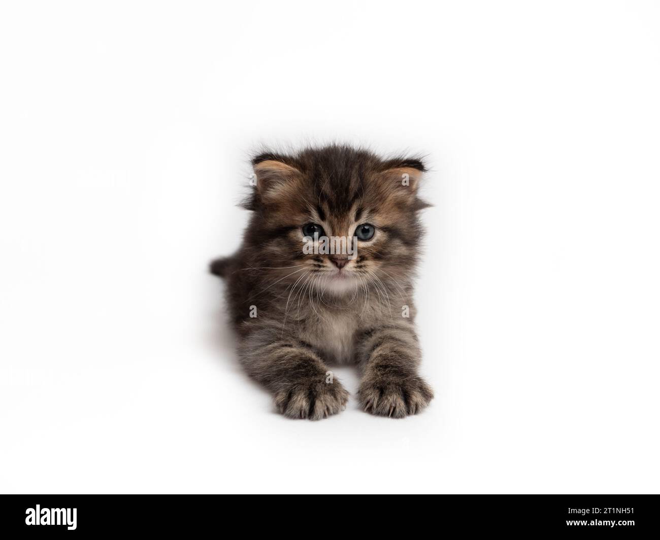 Mignon chaton tabby avec fourrure moelleuse sur fond isolé blanc Banque D'Images