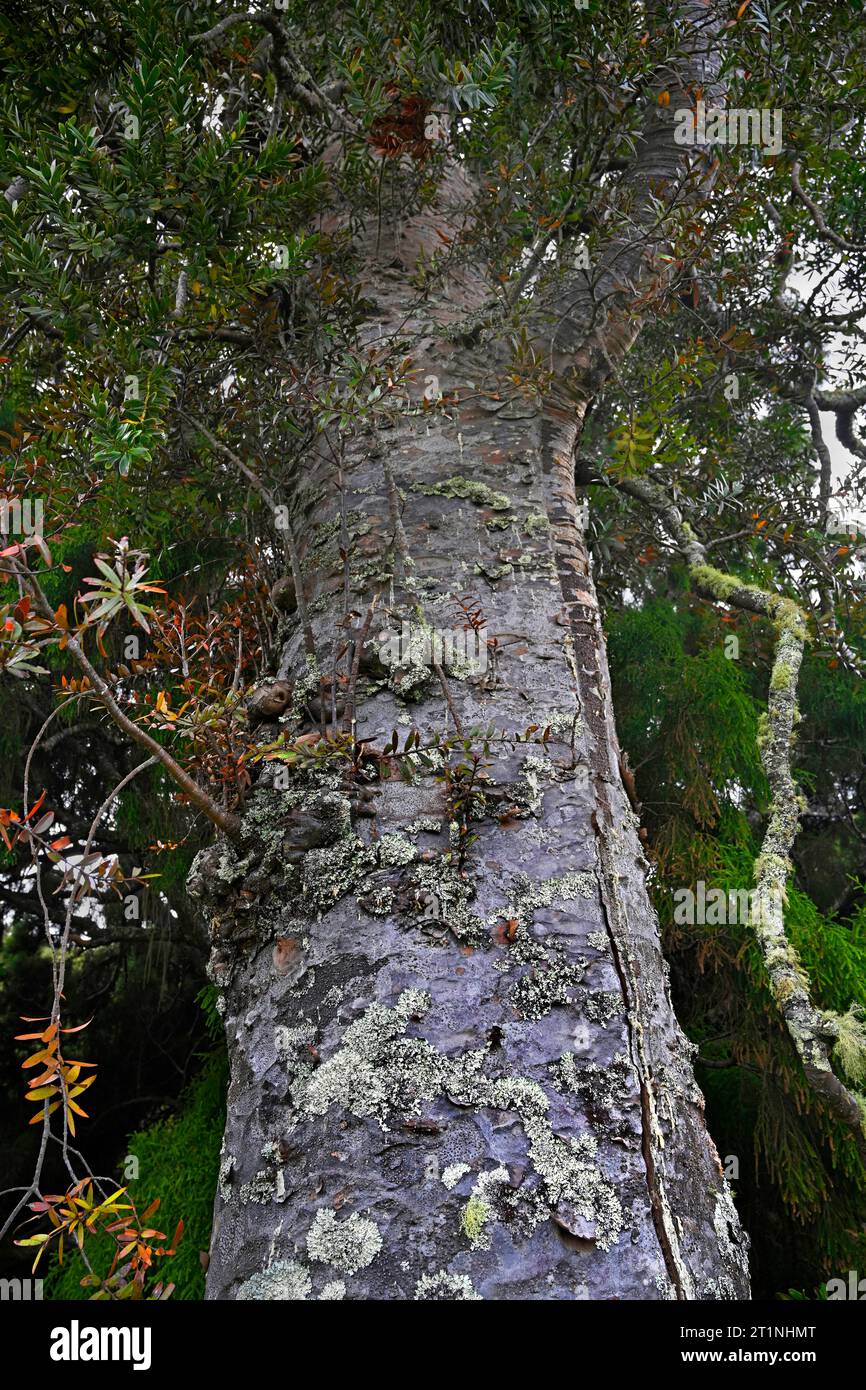 Gros plan du tronc d'un arbre Kauri ancien vieux de 800 ans, Grande