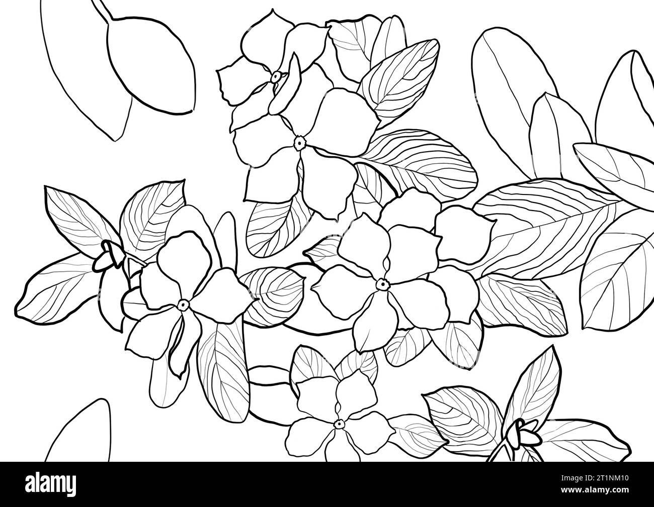 Fleurs d'orchidée avec des feuilles illustration contour dessiné à la main isolé sur fond blanc Banque D'Images