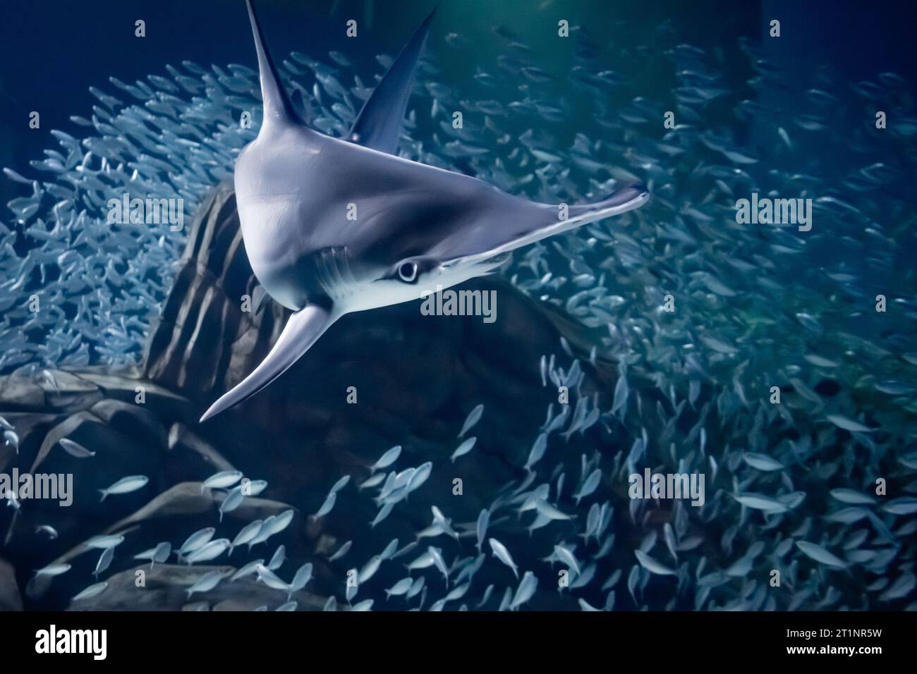 Requin marteau (Sphyrna mokarran) nageant à travers une école de faux pilchards (Harengula clupeola) à l'Aquarium de Géorgie à Atlanta. (ÉTATS-UNIS) Banque D'Images