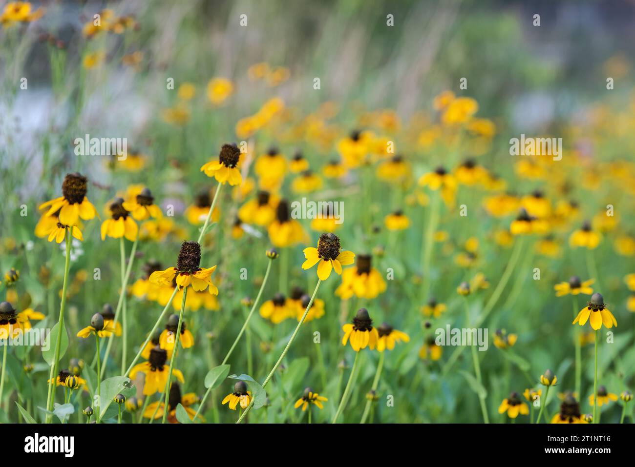 Des fleurs sauvages printanières colorées éclatant de couleurs couvraient le bord de la route et les espaces publics à Austin, Texas, Amérique. Banque D'Images