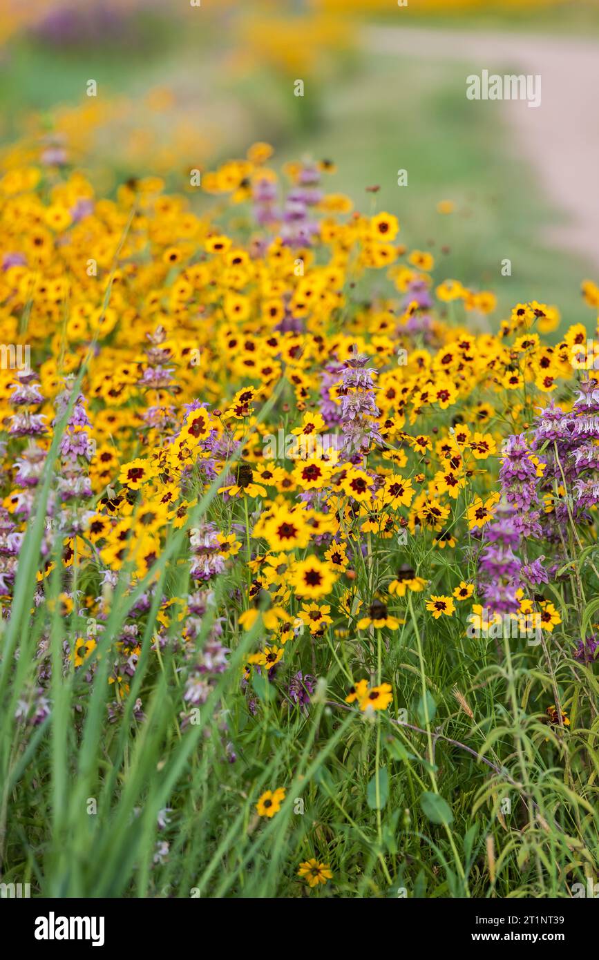 Des fleurs sauvages printanières colorées éclatant de couleurs couvraient le bord de la route et les espaces publics à Austin, Texas, Amérique. Banque D'Images