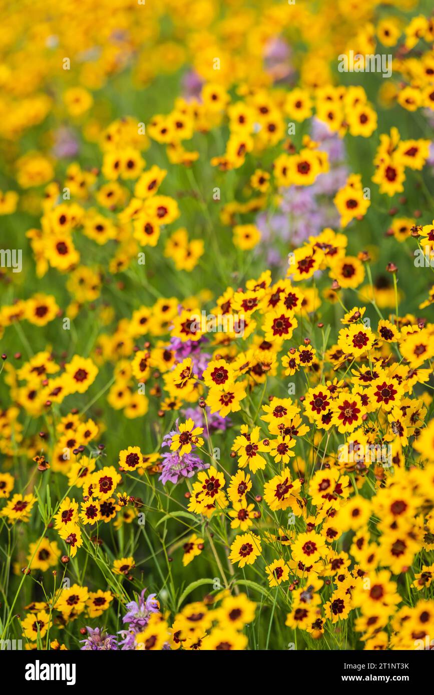 Des fleurs sauvages printanières colorées éclatant de couleurs couvraient le bord de la route et les espaces publics à Austin, Texas, Amérique. Banque D'Images