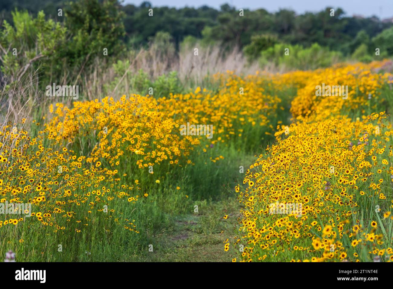 Des fleurs sauvages printanières colorées éclatant de couleurs couvraient le bord de la route et les espaces publics à Austin, Texas, Amérique. Banque D'Images