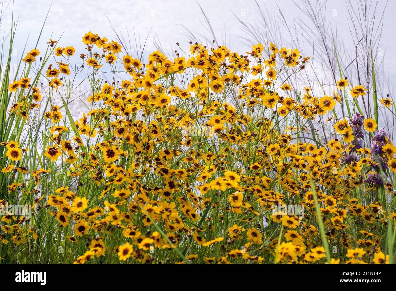 Des fleurs sauvages printanières colorées éclatant de couleurs couvraient le bord de la route et les espaces publics à Austin, Texas, Amérique. Banque D'Images