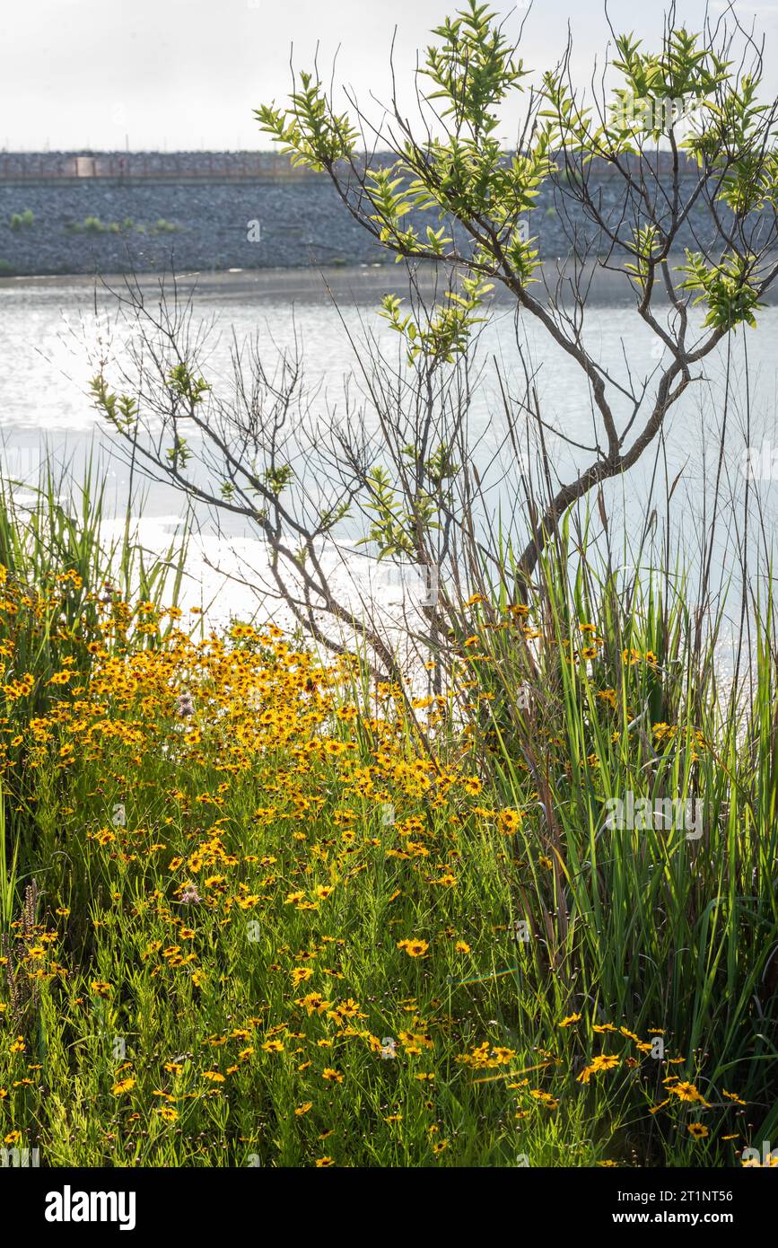 Des fleurs sauvages printanières colorées éclatant de couleurs couvraient le bord de la route et les espaces publics à Austin, Texas, Amérique. Banque D'Images