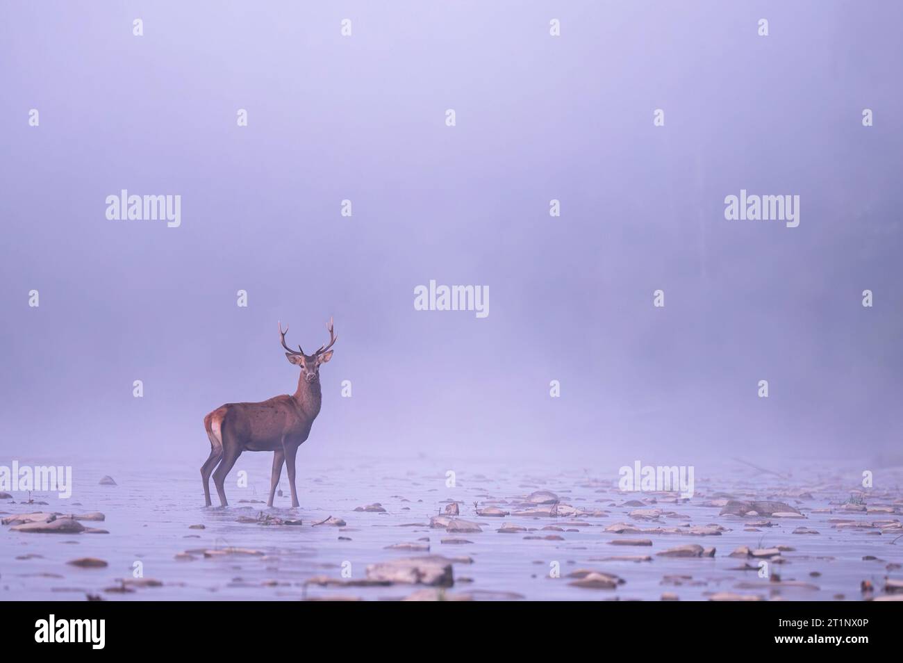 Cerf rouge (Cervus elaphus) cerf dans la rivière. Montagnes des Carpates, Pologne. Banque D'Images