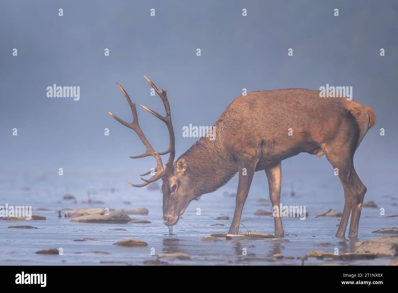 Cerf rouge (Cervus elaphus) cerf dans la rivière. Montagnes des Carpates, Pologne. Banque D'Images