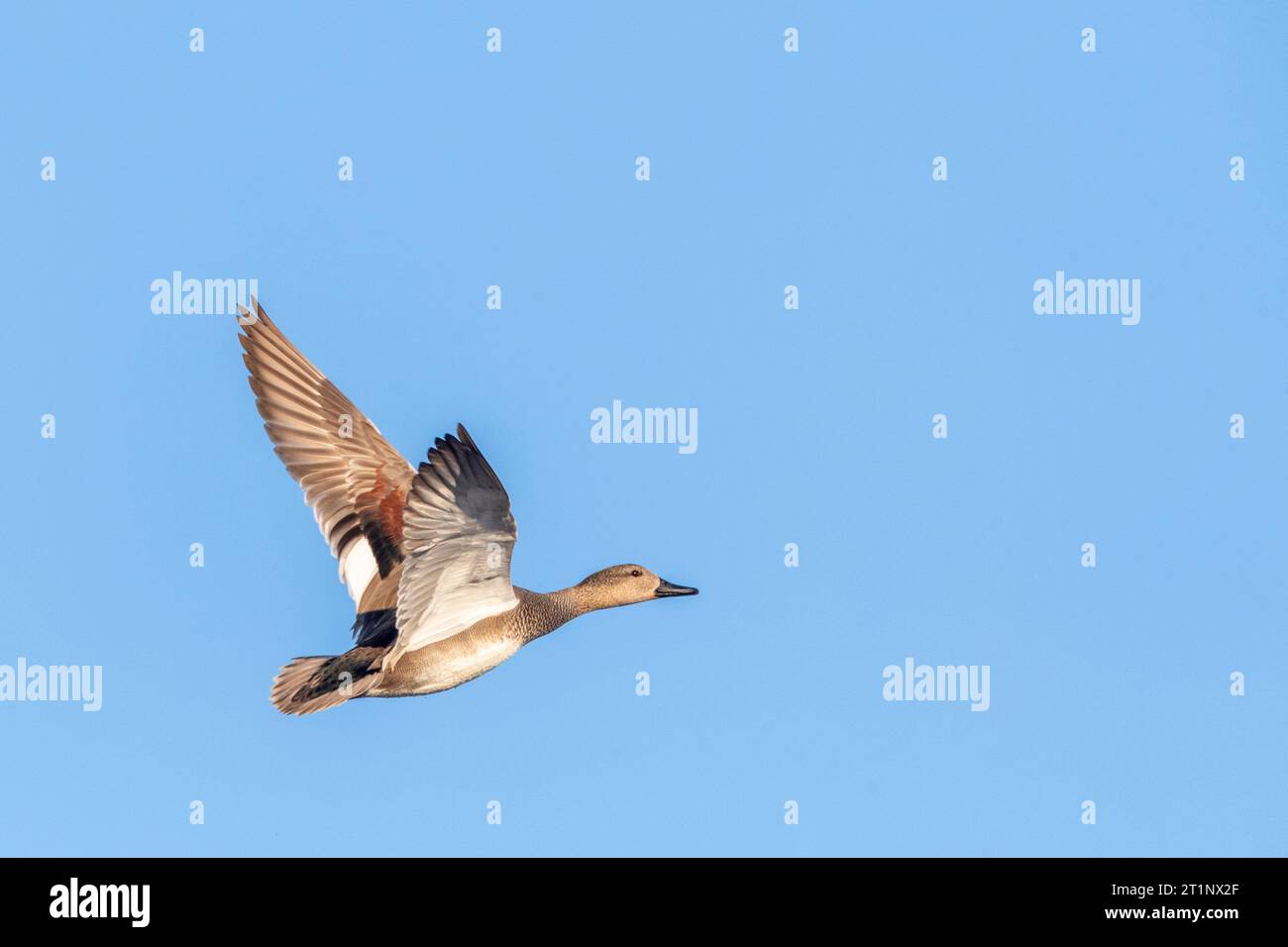 Gadwall (Anas streppera) hivernant au lac Valkenburg, dans la province de la Hollande-Méridionale, aux pays-Bas. Banque D'Images