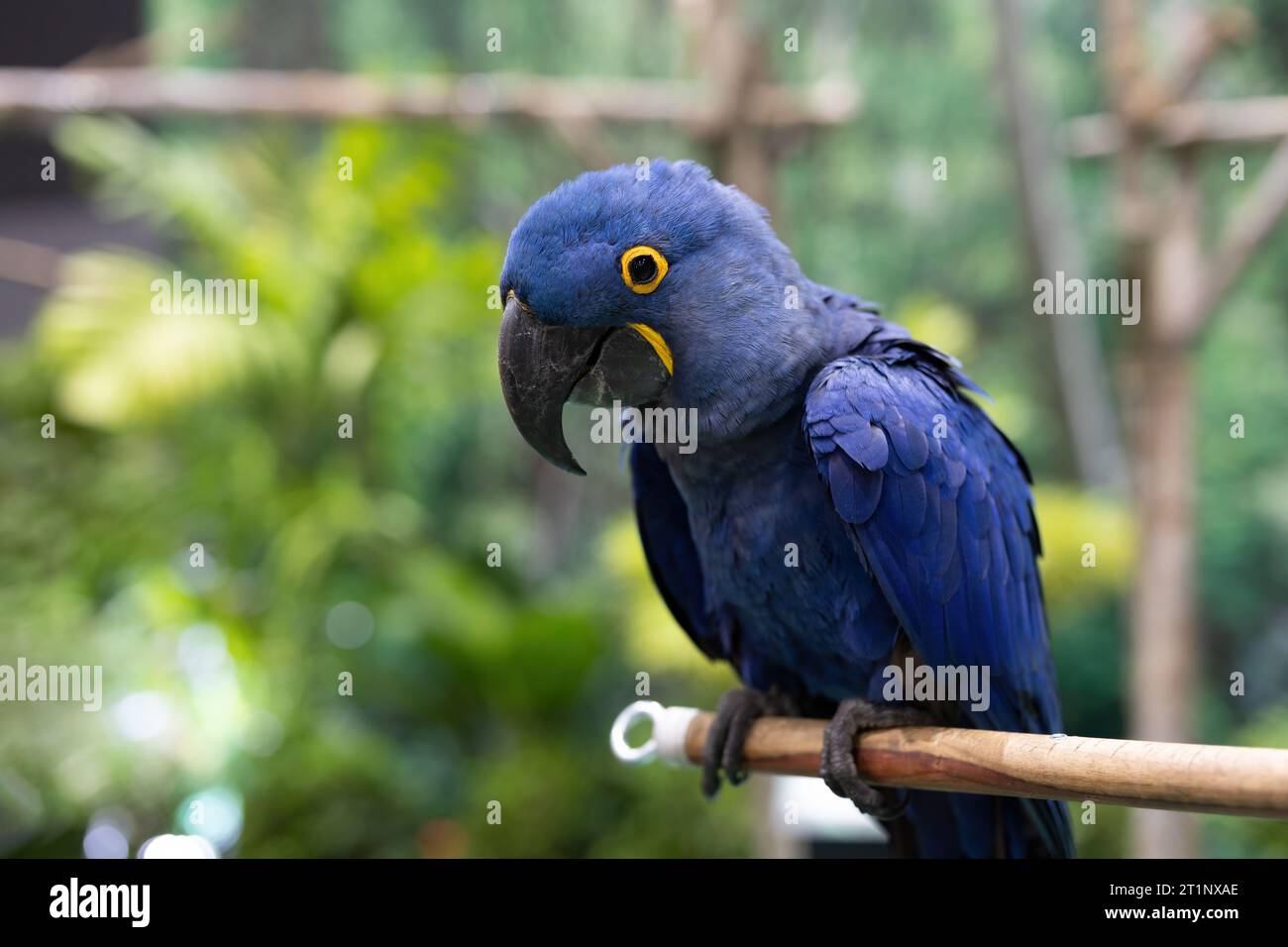 Gros plan d'un Macaw Hyacinthe perché sur une branche. C'est le plus grand Macaw du monde. Banque D'Images