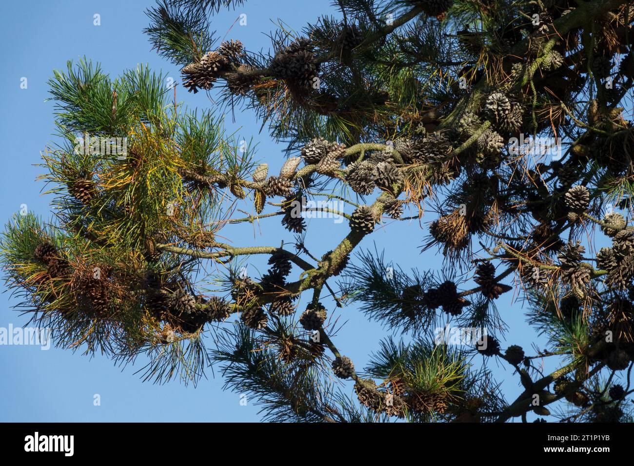Pin lodgepole, Pinus contorta, arbre, branches, cônes, conifères, Pinus Banque D'Images