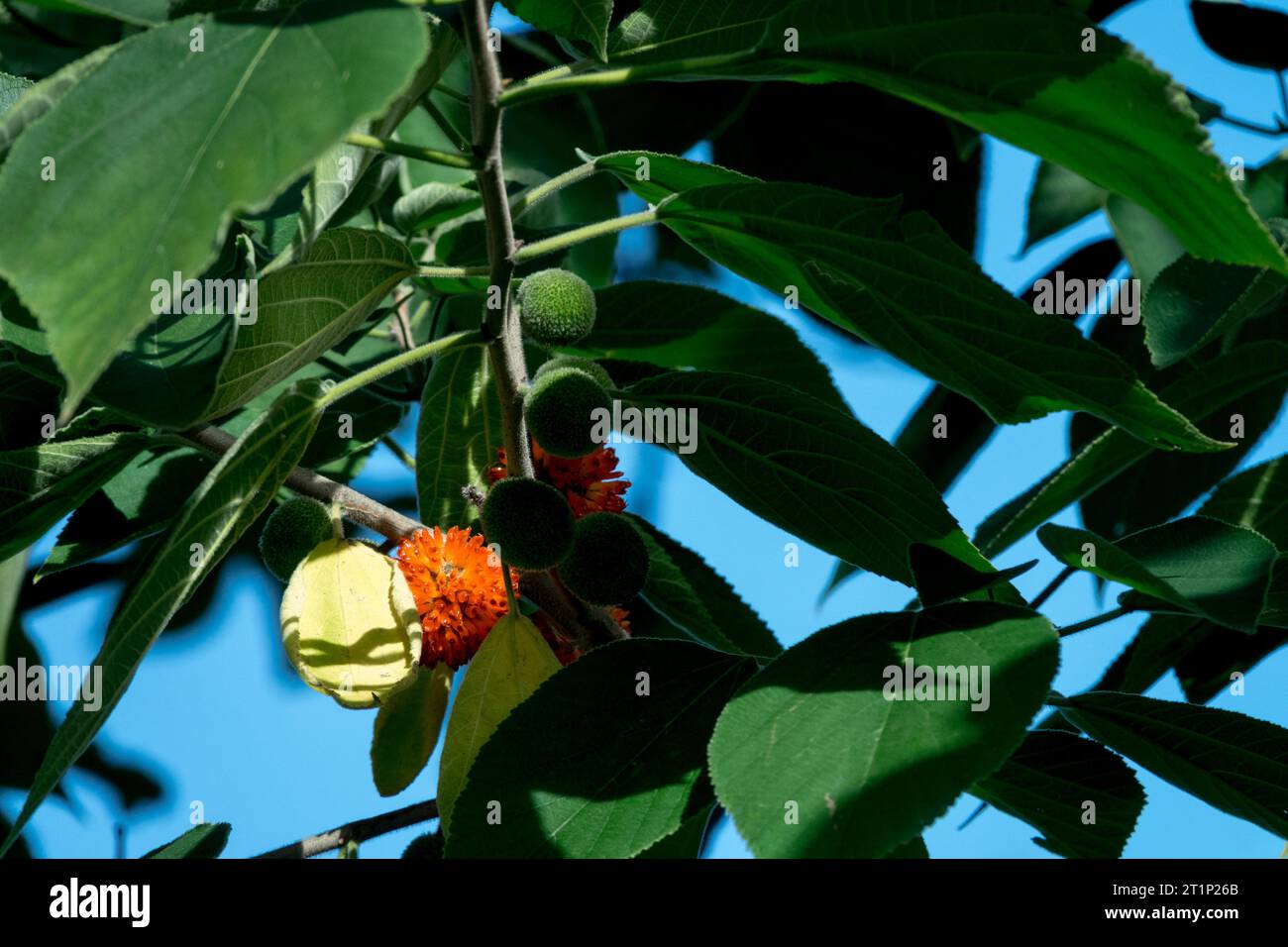 Mûrier à papier, Broussonetia papyrifera, comestible, fruit, on, branche Banque D'Images