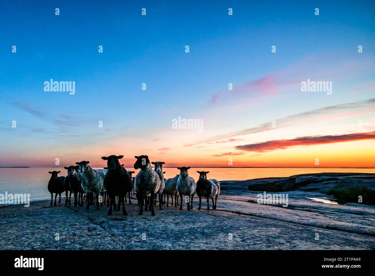 Un troupeau de moutons sur l'île de Ristisaari, Pyhtää, Finlande Banque D'Images