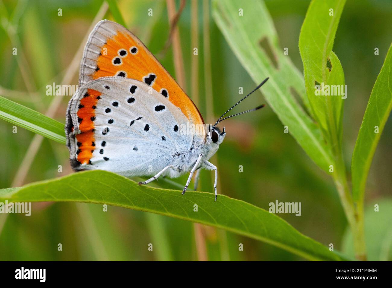 Gros cuivre néerlandais (Lycaena dispar batava) aux pays-Bas. Sous-espèce endémique. Banque D'Images