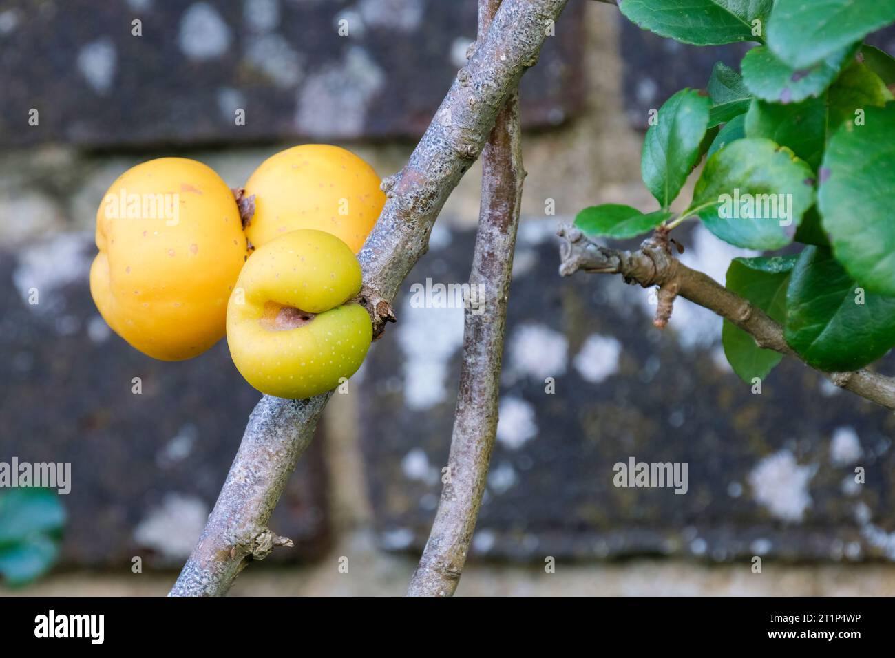 Chaenomeles × superba Rowallane, coing japonais Rowallane, Chaenomeles × superba Rowallane Rouge, fruits jaunes mûrs en automne Banque D'Images