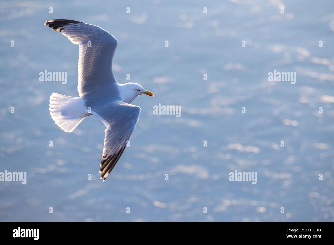 Mouette argentée européenne adulte (Larus argentatus) à Katwijk, pays-Bas. Banque D'Images