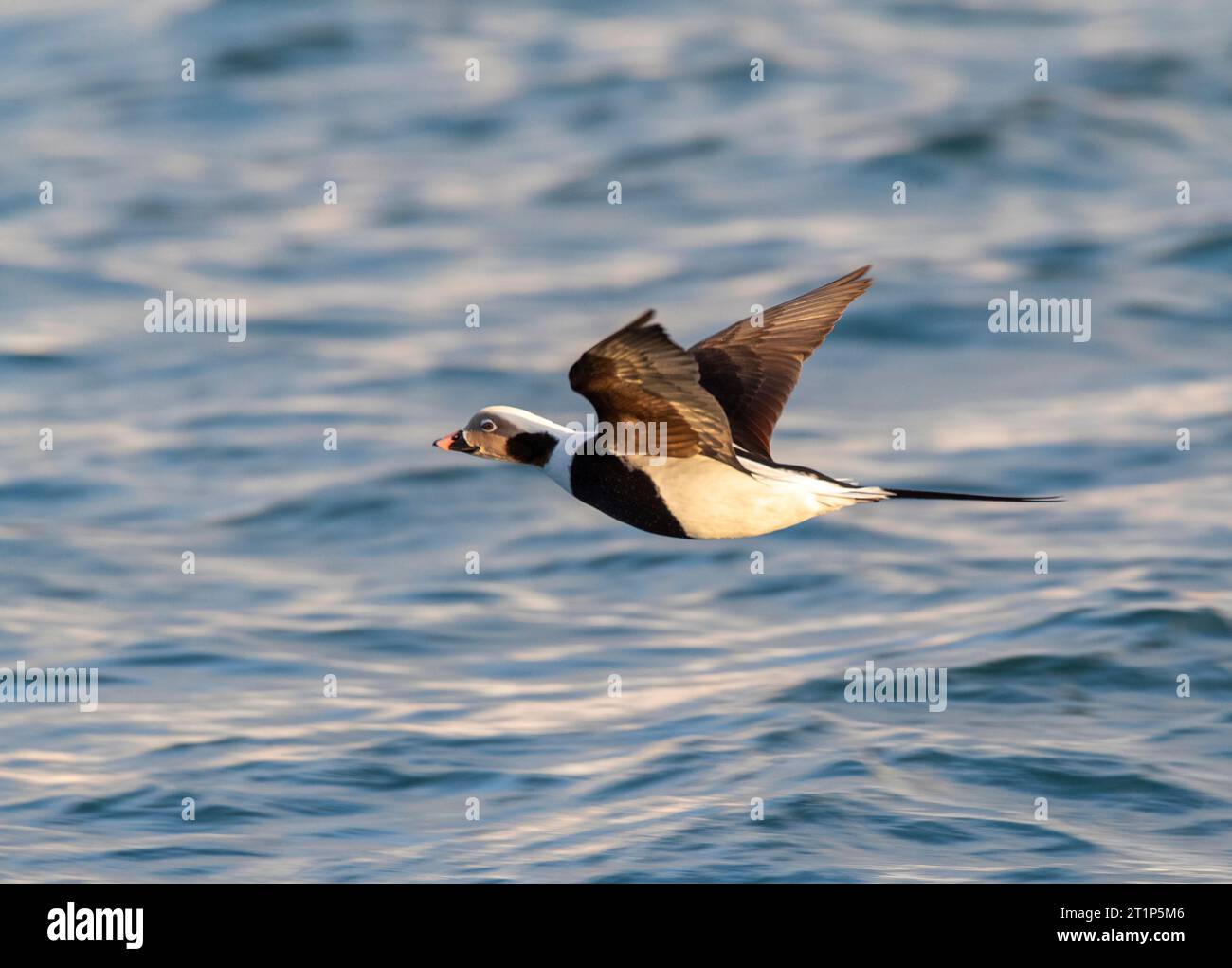 Le canard à longue queue mâle adulte (Clangula hyemalis) en hiver survole la mer sur la péninsule de Varangerfjord, en Norvège arctique. Banque D'Images