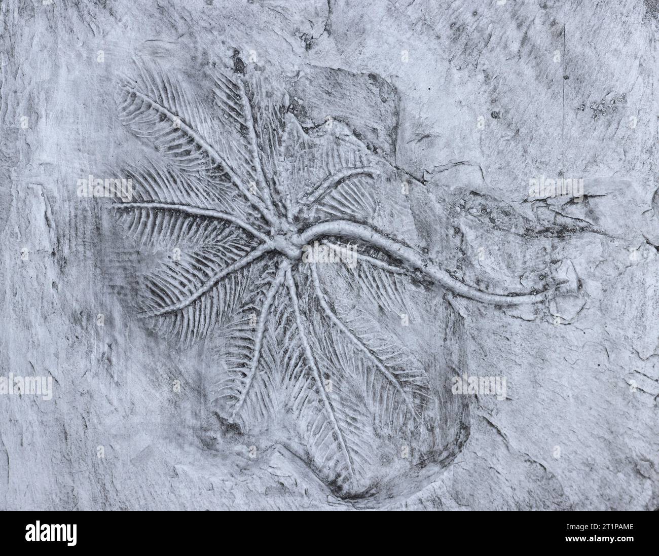 Ce fossile des ardoises de Hunsbruck, en Allemagne, date de plus de 400 millions d'années. Ce crinoïde fossile montre les bras délicats d'alimentation étendus. Banque D'Images