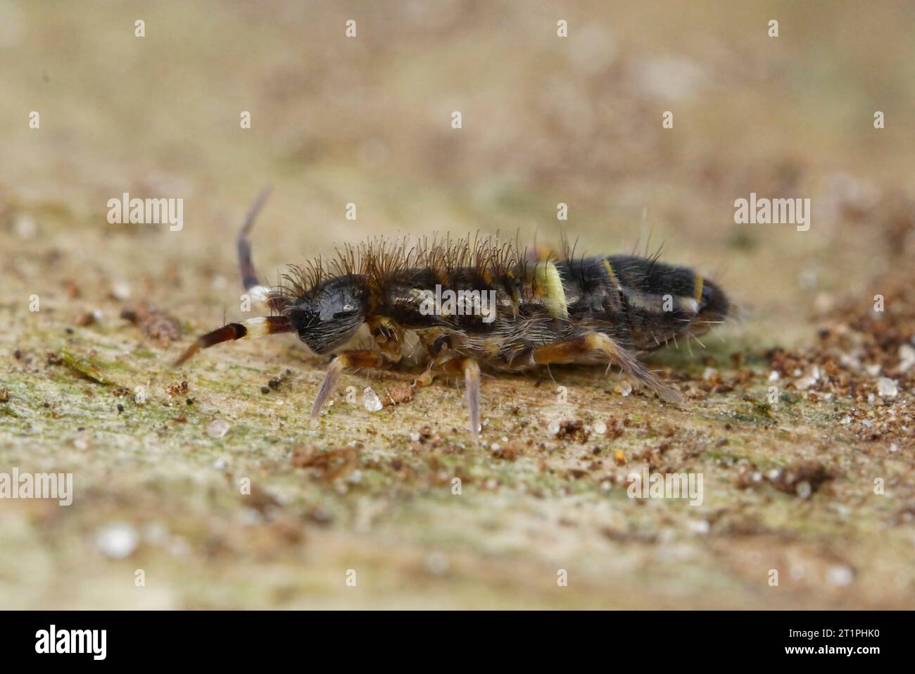 Cliché naturel dloss-up du springtail ceinté commun Orchesella cincta sur bois dans le jardin Banque D'Images