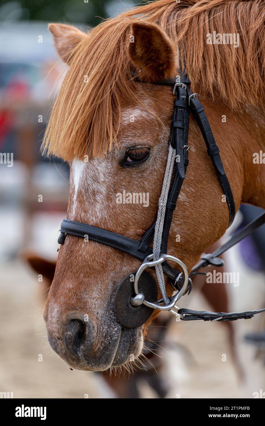 Gros plan sur la tête de poney brun Banque D'Images