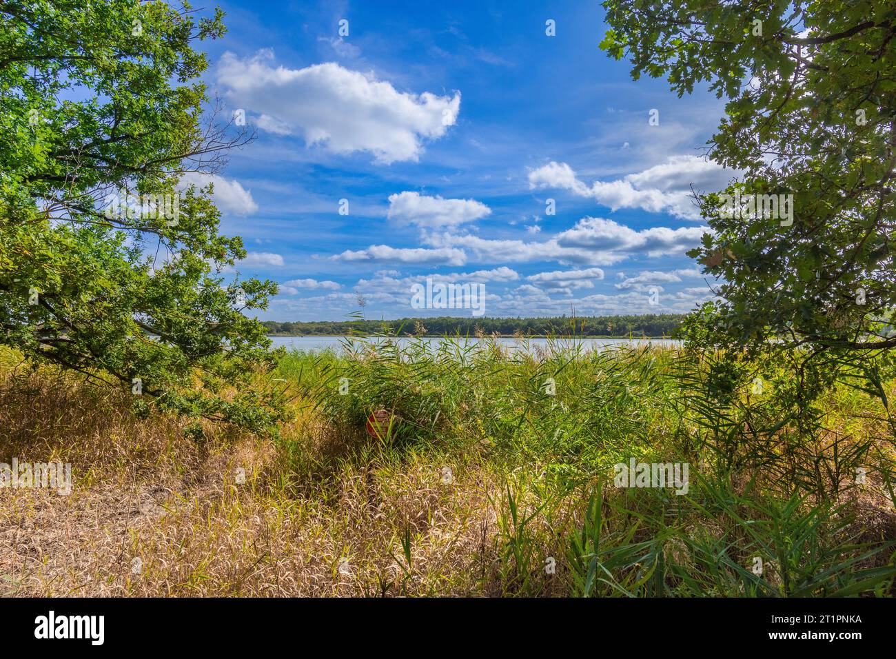 Vue sur le lac de la Mer Rouge dans le parc national de la Brenne, Indre (36), France. Banque D'Images