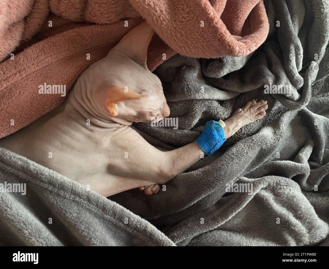 Chat avec cathéter sur patte dormant après chirurgie. VET et concept animal Banque D'Images