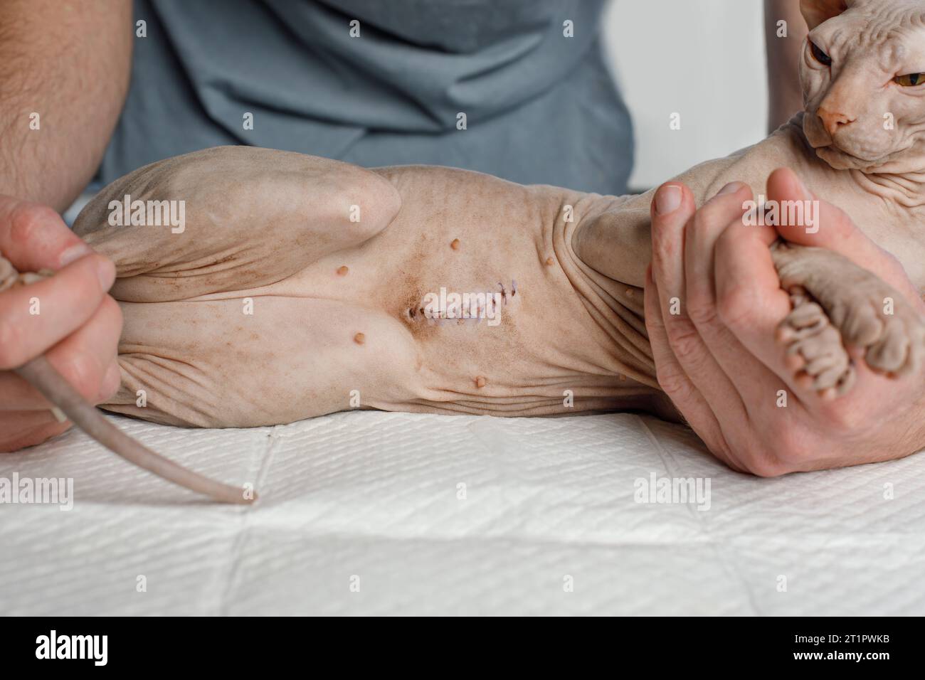 Sphynx de jeune chat avec cicatrice après chirurgie couchée chez le vétérinaire. VET et concept animal Banque D'Images